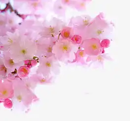 粉色樱花素材图片免费下载高清产品实物png千库网图片编号3261026