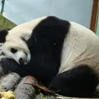 熊猫头像真实可爱图片贱萌熊猫qq头像大全