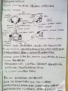 厉害了妹子大二女生解剖学笔记惊艳走红