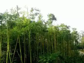 好消息济南章丘女郎山葱岭郊野公园将于国庆节免费开放