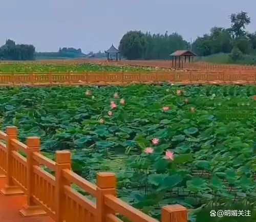 竟有这样的父母山东曹县万亩荷塘8岁女孩溺亡,家长行为惹怒网友
