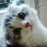 萌萌哒的可爱小猫咪头像微信头像图片大全