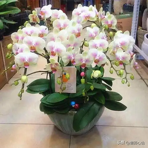 买回来的花移栽到花盆里怎么种活今日头条