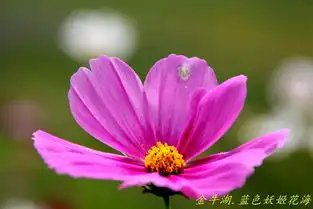 消夏计划南京六合乡村游之金牛湖畔蓝色妖姬花海