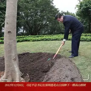 改革近镜头高山榕下,春天的故事谱新篇
