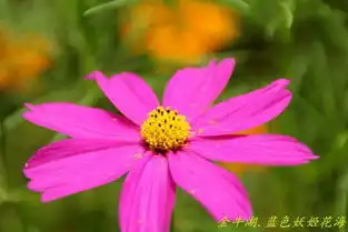 南京六合乡村游之金牛湖畔蓝色妖姬花海