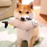 柴犬脸红头像憨憨脸红可爱的柴犬头像