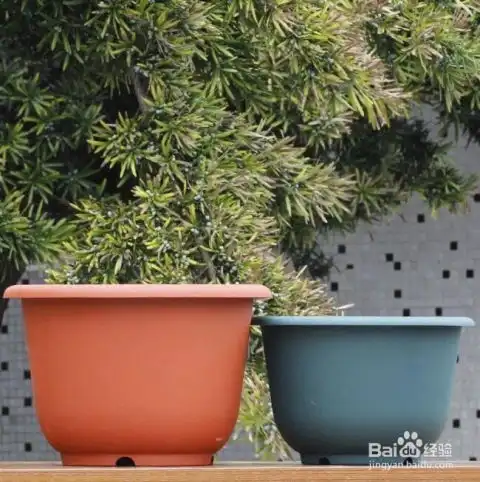 糯米香茶苗的栽盆方法