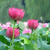 佛教头像图片莲花手拿微信头像图片大全