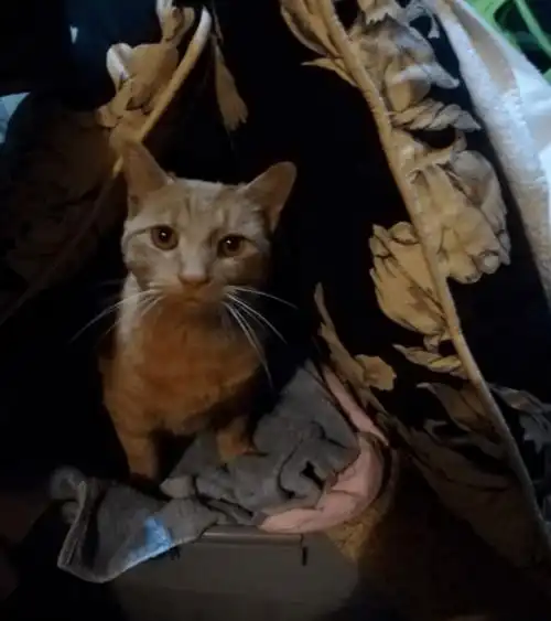 隔壁橘猫经常来女子家玩,某天发现猫受伤,剧情有了新发展