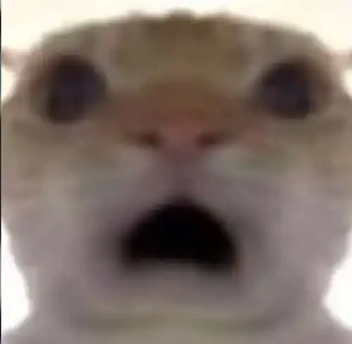 猫脸变身大挑战揭秘如何打造美少女猫耳帅哥和御姐网友这谁看了不迷糊