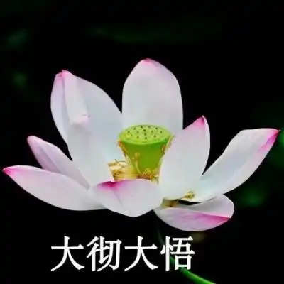 qq头像有字的荷花图片荷花头像图片大全集