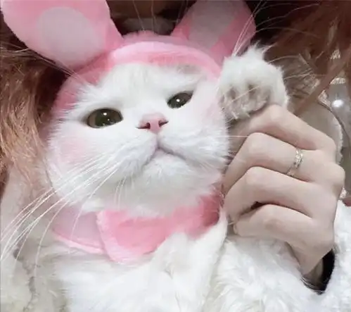 你抱猫咪的行为,在它看来,是这么回事