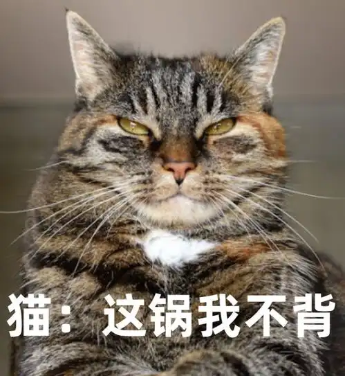 研究发现年轻时养猫,以后患精神分裂症的风险或高2倍以上
