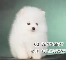 黄页88高清图片