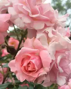 贾平凹父亲的酒