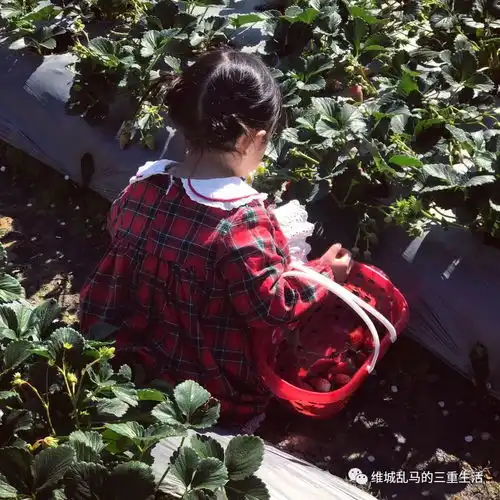 摘草莓的小女孩