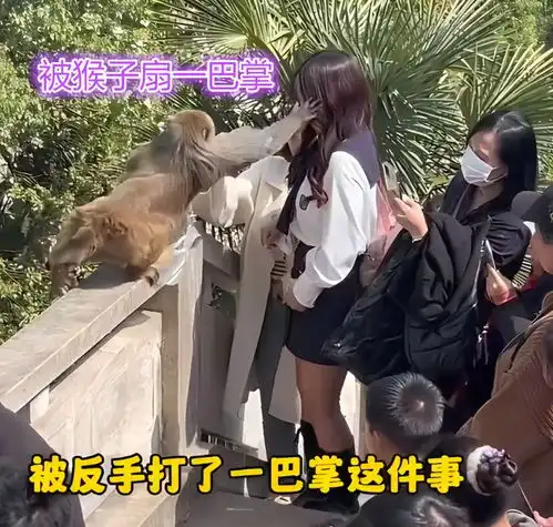 女子给猴子送食物时摆拍,被猴子扇了一巴掌,网友猴子干得漂亮