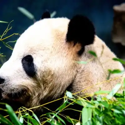 大熊猫头像正在吃竹叶的大熊猫微信头像图片