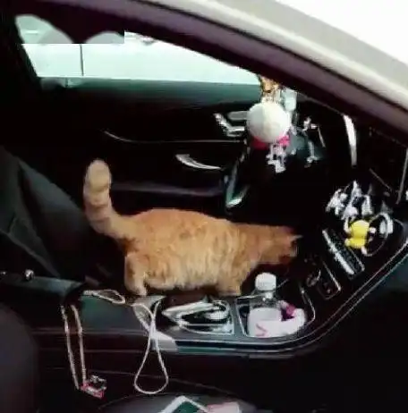 网友被流浪猫跟踪,一开车门猫就跳进车里,橘猫这么会碰瓷