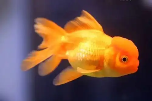 鸿运当头鱼是热带鱼吗