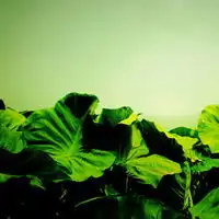 青山绿水好看的qq头像风景唯美阳光的