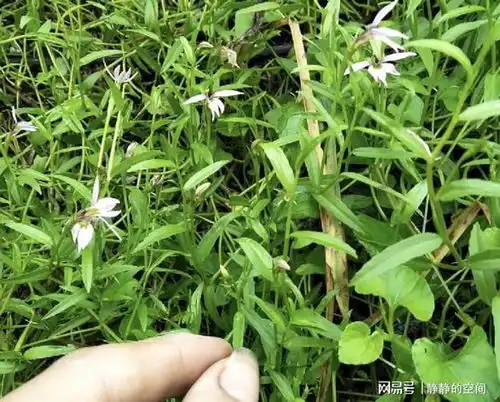 生于麦地里,人称细米草,如今是珍贵野草,挖1棵少1棵,稀少