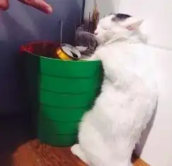 养了猫后,你敢当着猫咪的面吃东西吗