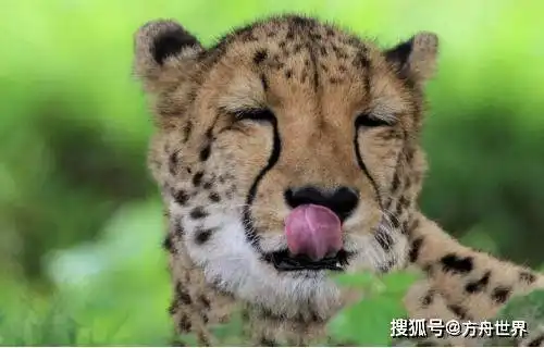 湖北19岁女武松,徒手打死只2米长的金钱豹,得了什么奖励