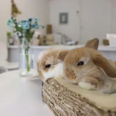 小兔子头像