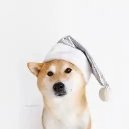 超萌猫咪情侣头像天使想给海豚一个吻