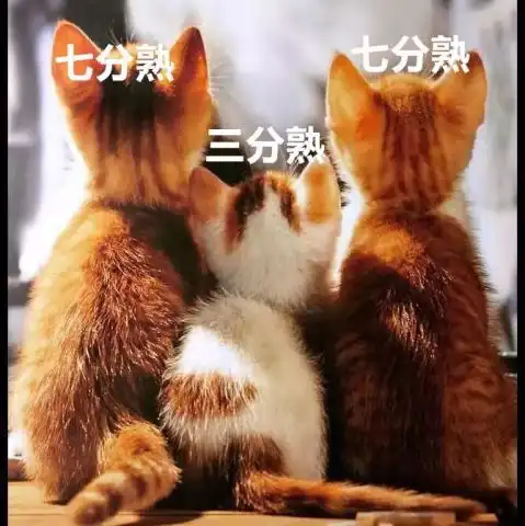 你的三分熟橘猫已经烹饪好,请放心食用
