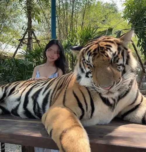 虎口惊魂中国美女游客在泰国,被成年老虎拖行,评论区太吓人了