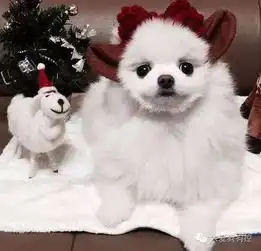 长发博美和短发博美,你更喜欢哪一个