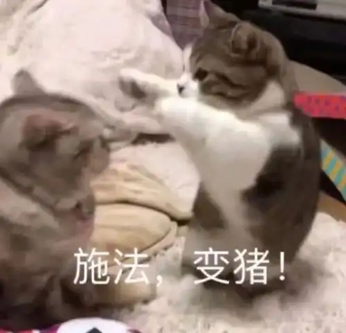 小喵咪也喜欢撒娇娇