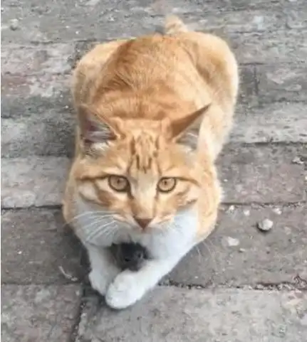 橘猫突然乖巧的躺在地上宠主靠近一看笑喷了这猫也太飘了吧