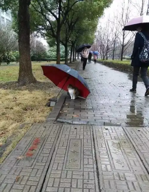 如果你发现流浪猫在躲雨,请不要驱赶他们