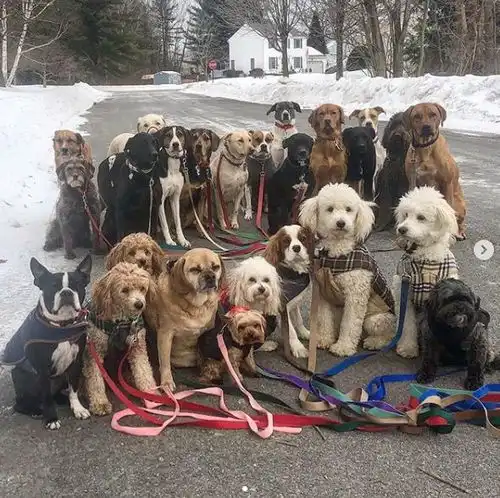 一次遛20只狗的遛狗师,画面让人羡慕,铲起屎来估计也毫不心软...