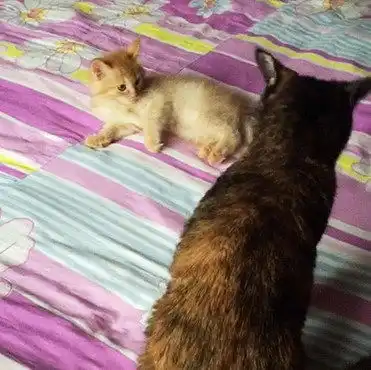橘猫面对三花美女的尴尬时刻因为爱情,大橘猫勇敢爬过阳台外窗,与白猫约会