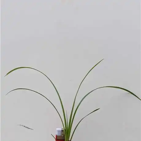 秋芝艺草1棵图文详情