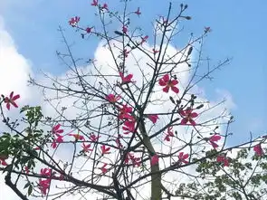 少女心炸裂仁和美丽异木棉提前刷屏来喽