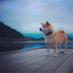 网络爆红小柴犬萌照来袭