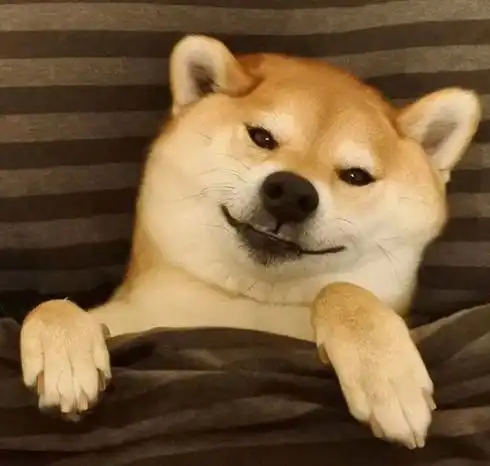 有位铲屎官中了小柴犬的毒,而且中得心甘情愿