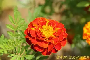 消夏计划南京六合乡村游之金牛湖畔蓝色妖姬花海