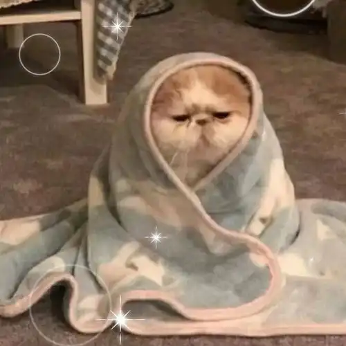 女生爱发的沙雕文案