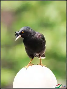 这种鸟总拍不好