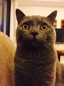 云养猫的各位,准备好存新头像了么