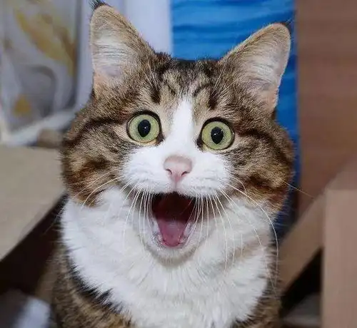 天不怕地不怕的猫主子,也怕玩嗨了的熊孩子