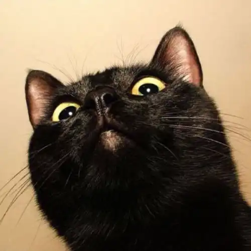 猫咪爱上鱼