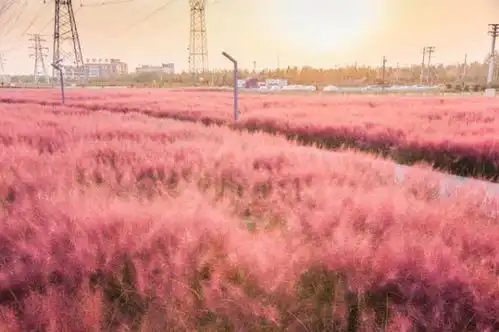美丽又浪漫,北京多处粉色网红草海,快来打卡